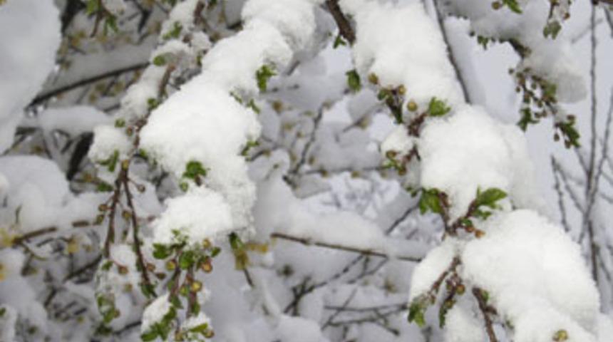 Baharı beklerken kar geldi