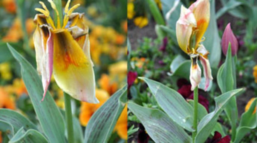 Laleler boynunu büktü