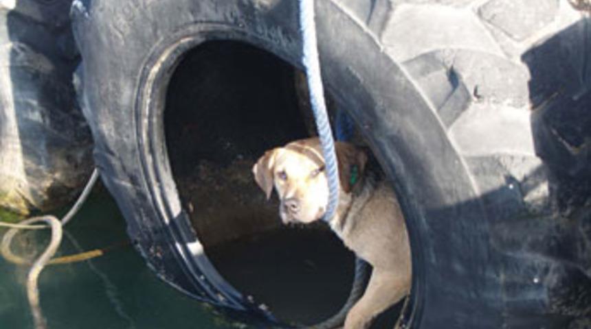 Denize d&uuml;şen k&ouml;peğe zabıtadan yardım eli