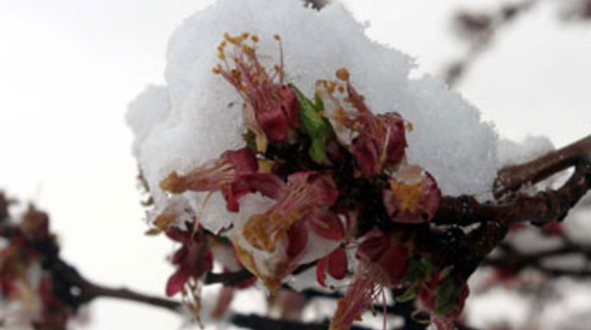 Görüntüsü güzel olsa da zararı büyük