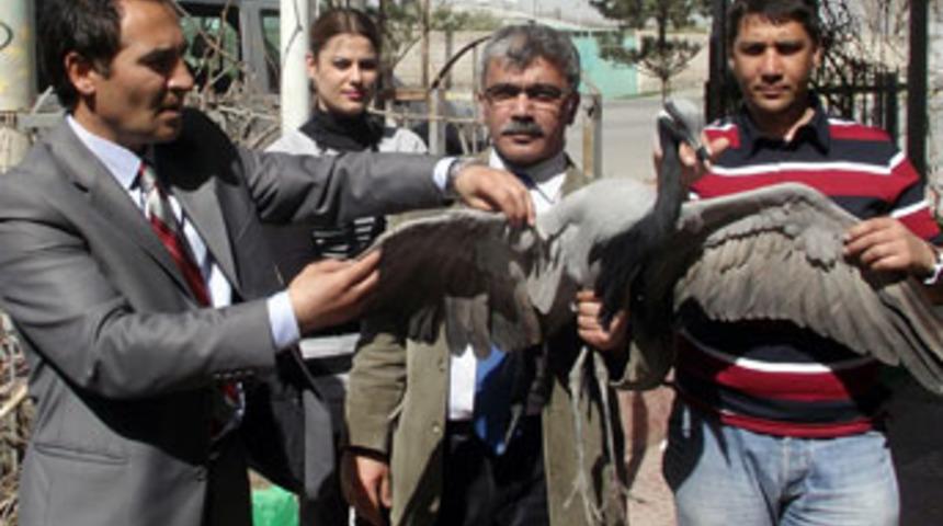 Yaralı turnaya şefkat eli