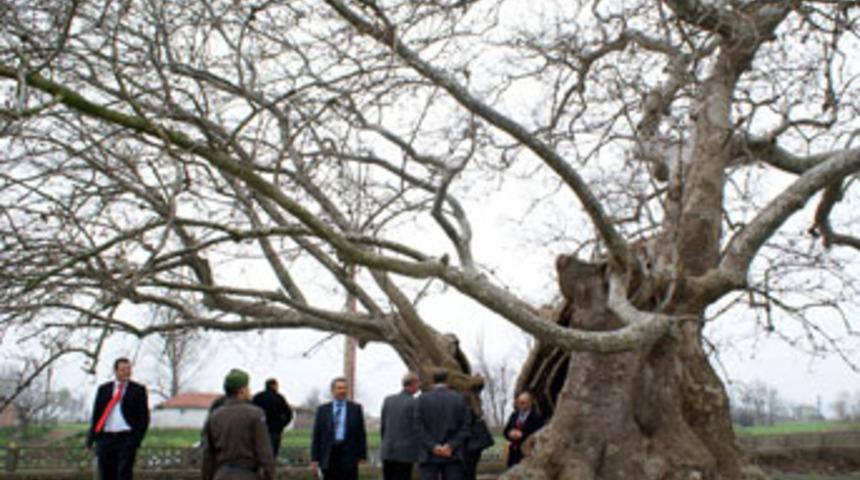 Bin yıllık &ccedil;ınar koruma altında