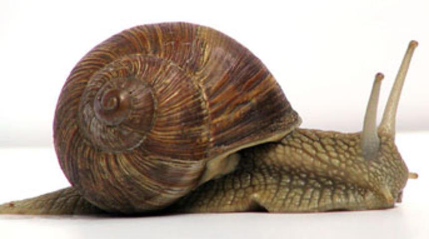 K&ouml;m&uuml;r diyarından Fransa'ya salyangoz ihracatı