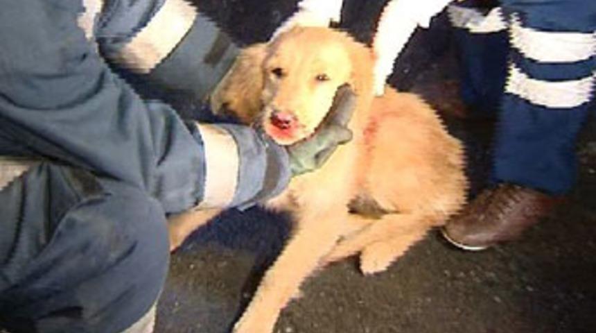 &Ouml;l&uuml;ml&uuml; kazada, k&ouml;pek de sorumlu bulundu