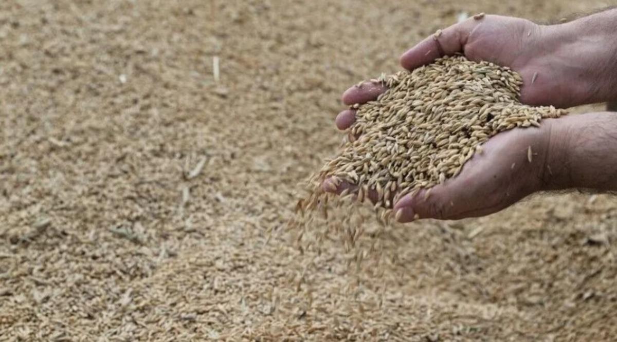 TMO dan rekor hububat alımı! Bakan Yumaklı açıkladı: Bu rakamlar yeni bir rekor 1
