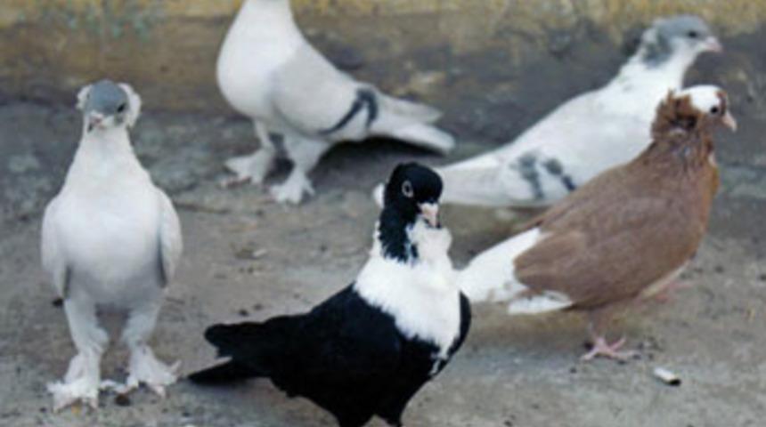 19 bin lira değerindeki 27 g&uuml;vercini &ccedil;aldılar