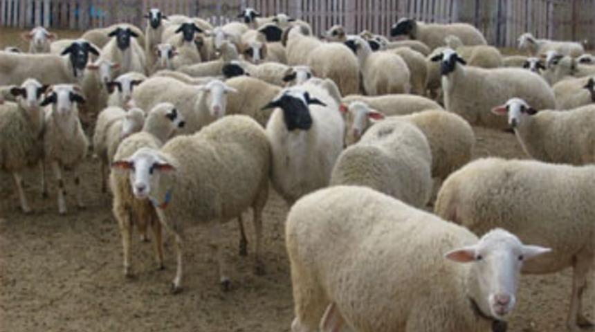 Koyun hırsızı tutuklandı