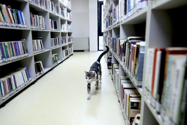 Kedi 'Paşa' kütüphanenin maskotu oldu