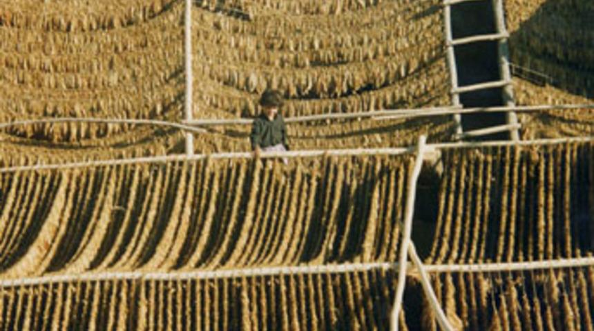 Muş'ta t&uuml;t&uuml;n alımına başlandı&nbsp;