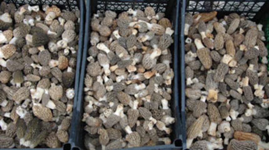 Kuzug&ouml;beği mantarı gelir kapısı oldu