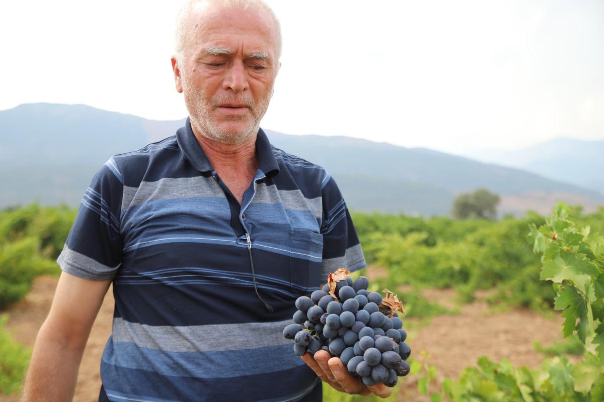 “Antep karası”nda hasat başladı! Tarlada 20 TL, markette 80 TL 3