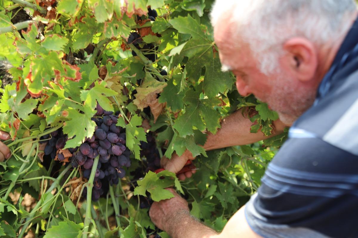 “Antep karası”nda hasat başladı! Tarlada 20 TL, markette 80 TL 2