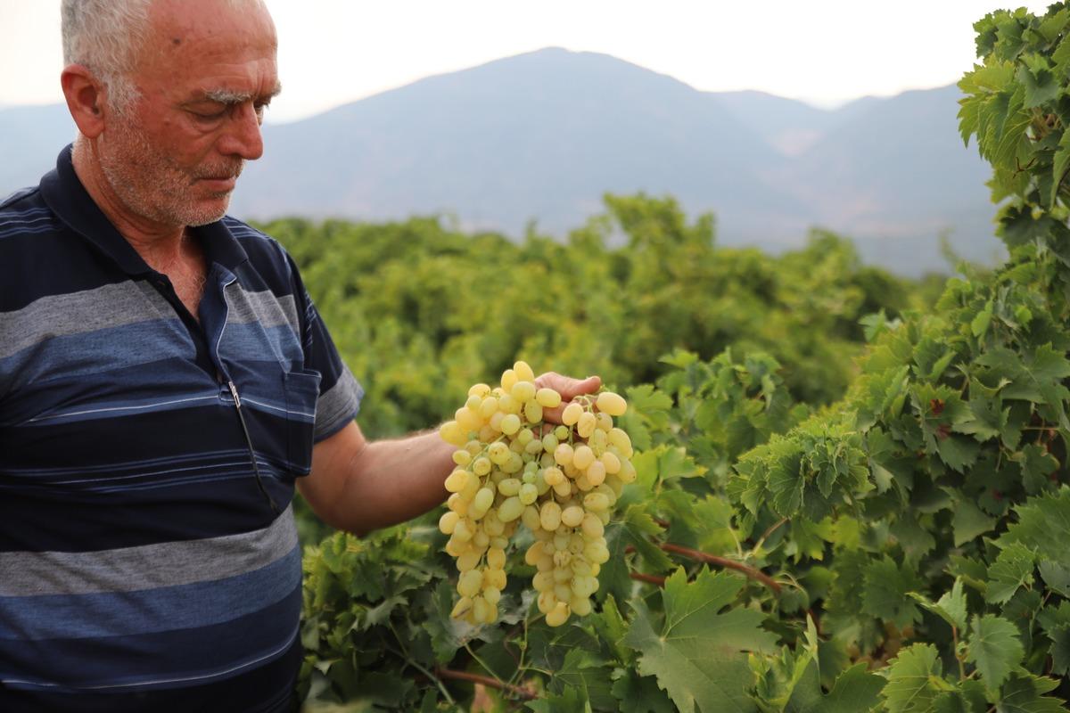 “Antep karası”nda hasat başladı! Tarlada 20 TL, markette 80 TL 1