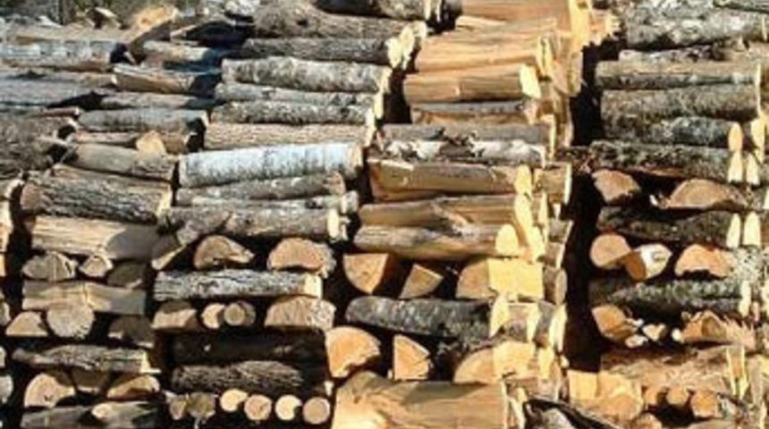 Budanan ağa&ccedil;lar yoksula yakacak oluyor