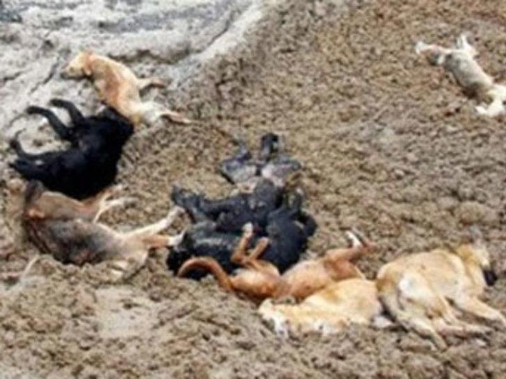 Bandırma'da ''köpek ölümleri'' iddiası