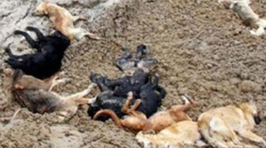 Bandırma'da ''k&ouml;pek &ouml;l&uuml;mleri'' iddiası