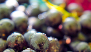 &ldquo;Antep karası&rdquo;nda hasat başladı! Tarlada 20 TL, markette 80 TL
