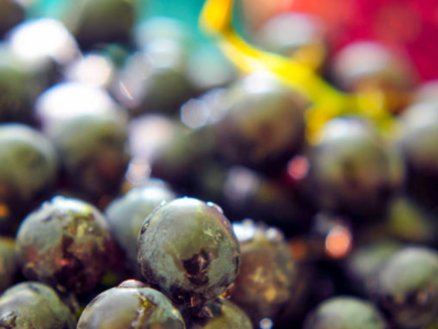 &ldquo;Antep karası&rdquo;nda hasat başladı! Tarlada 20 TL, markette 80 TL