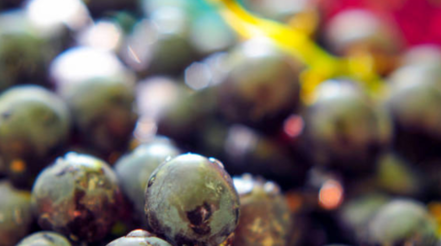 &ldquo;Antep karası&rdquo;nda hasat başladı! Tarlada 20 TL, markette 80 TL
