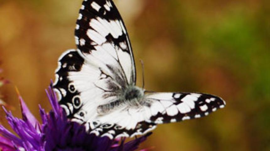 "Haşmetli Pirireis", "&Ccedil;&ouml;l Melikesi" ilk kez..