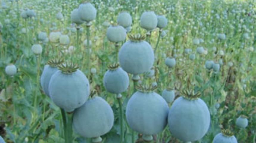 1 Milyon 300 bin haşhaş imha edildi