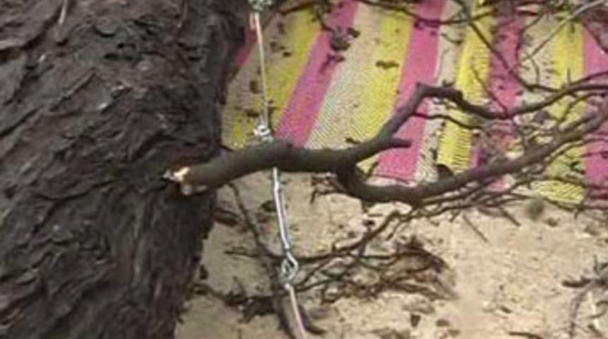 Ağa&ccedil;tan d&uuml;şen yaşlı adam yaralandı