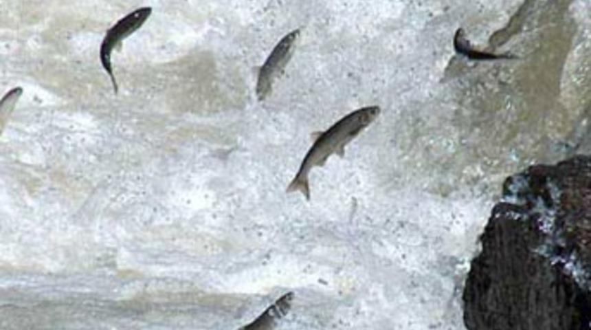 İnci Kefal'lerin macerası başlıyor