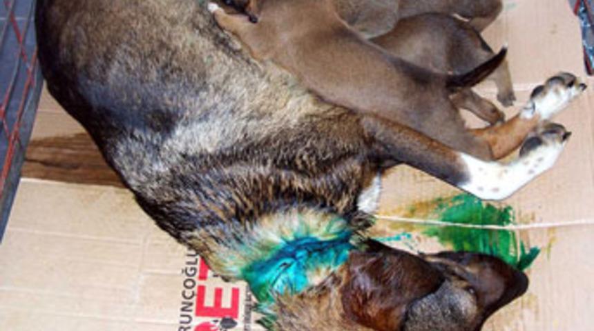 Boynunu ip yaralayan k&ouml;pek ameliyat edildi