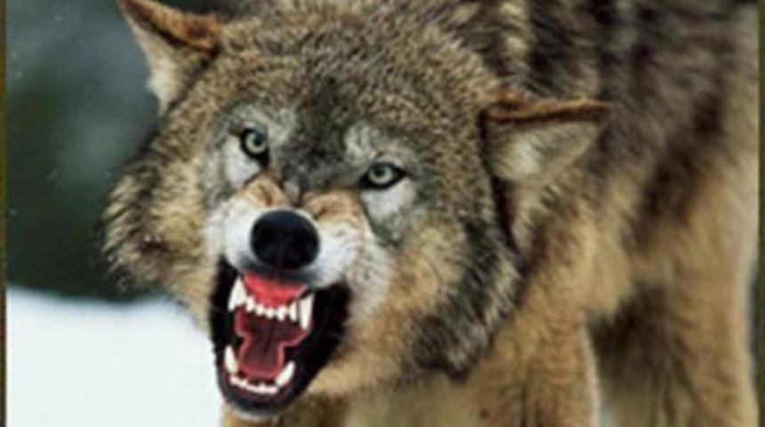 Saldırgan kurdun vurulduğu iddiası