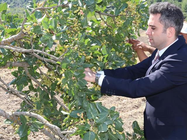 'Yeşil altın' d&ouml;nemi başladı! Başvuru yaptılar, değeri artacak