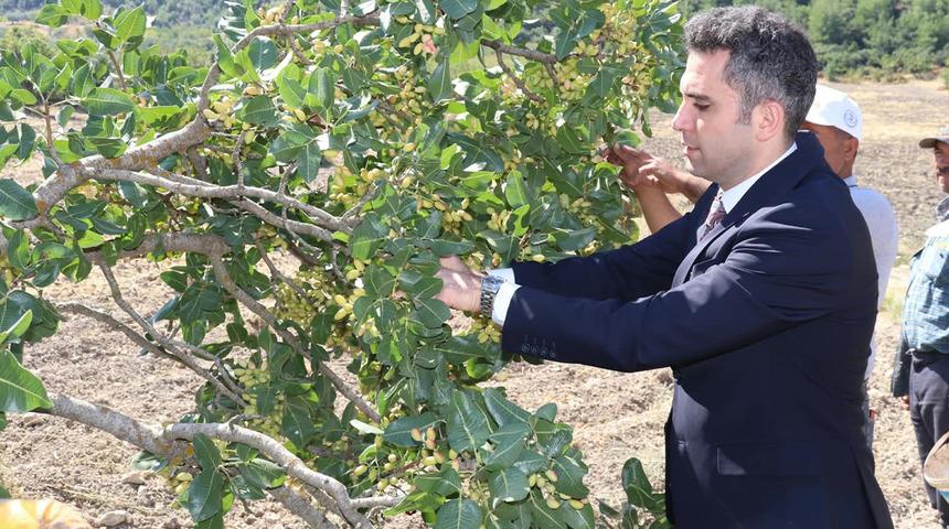 'Yeşil altın' d&ouml;nemi başladı! Başvuru yaptılar, değeri artacak