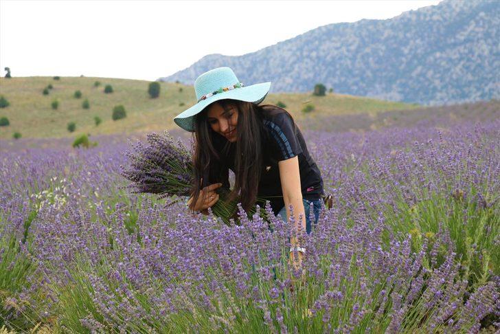 Lavanta kokulu köyde hasat başladı G1