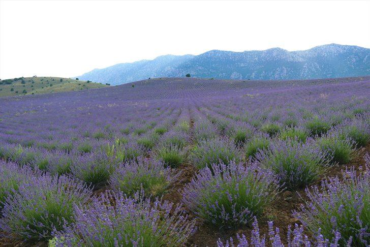 Lavanta kokulu köyde hasat başladı G2