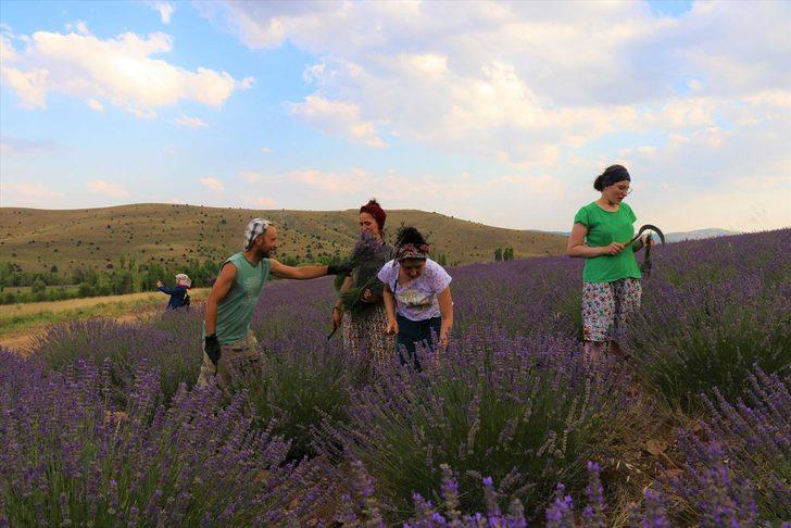 Lavanta kokulu köyde hasat başladı G4