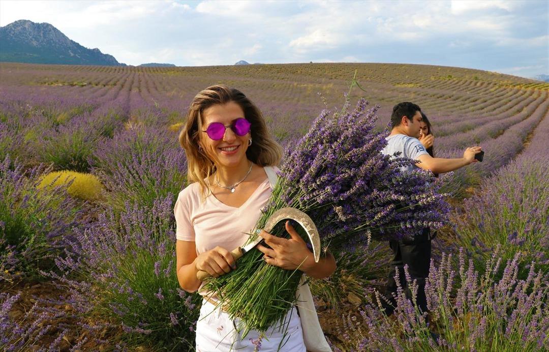 Lavanta kokulu k&ouml;yde hasat başladı