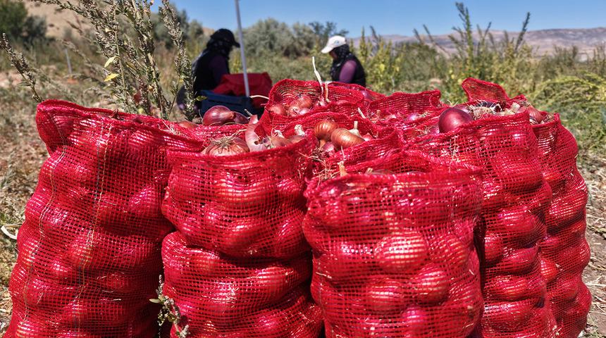 Bir asırlık lezzet topraktan &ccedil;ıkıyor: T&uuml;rkiye'nin tescilli soğanında hasat başladı