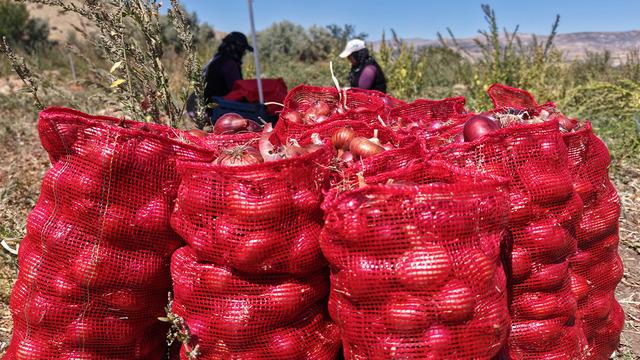 Bir asırlık lezzet topraktan çıkıyor: Türkiye'nin tescilli soğanında hasat başladı