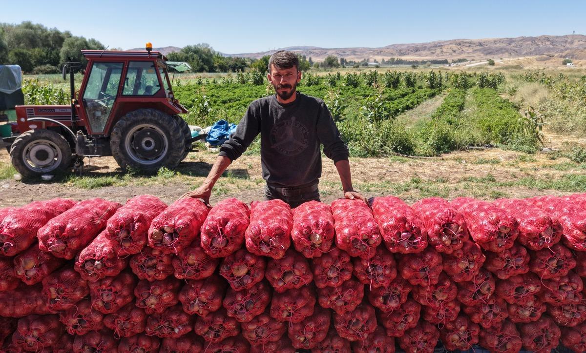 Bir asırlık lezzet topraktan &ccedil;ıkıyor: T&uuml;rkiye nin tescilli soğanında hasat başladı 4