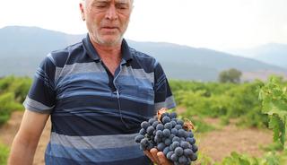 Tarlada 20 TL, markette 80 TL! Meşhur &lsquo;hatun parmağı&rsquo;nda hasat başladı