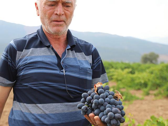 Tarlada 20 TL, markette 80 TL! Meşhur &lsquo;hatun parmağı&rsquo;nda hasat başladı