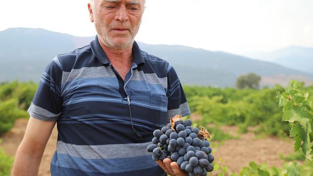 Tarlada 20 TL, markette 80 TL! Meşhur ‘hatun parmağı’nda hasat başladı