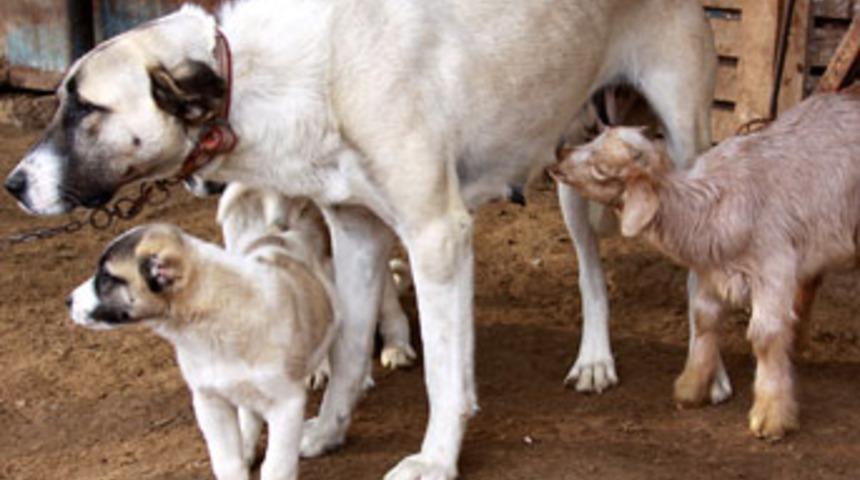 İlgin&ccedil; ama ger&ccedil;ek k&ouml;pek oğlağı emziriyor