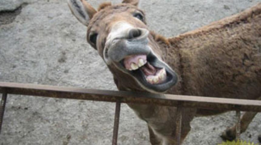 Eşek, &ccedil;ifte atıp parmağını kopardı