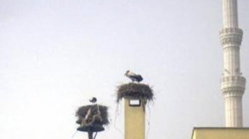 Bak şu kuşların yaptığına