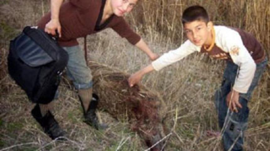 Ermenistan kovaladı, domuzlar ilçeyi bastı