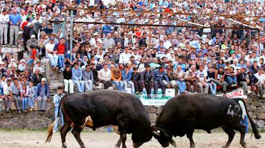 Boğa güreşleri nefes kesti