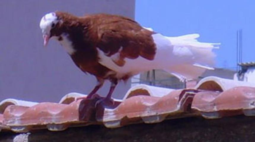 G&uuml;vercin u&ccedil;ururken &ccedil;atıdan d&uuml;şt&uuml;