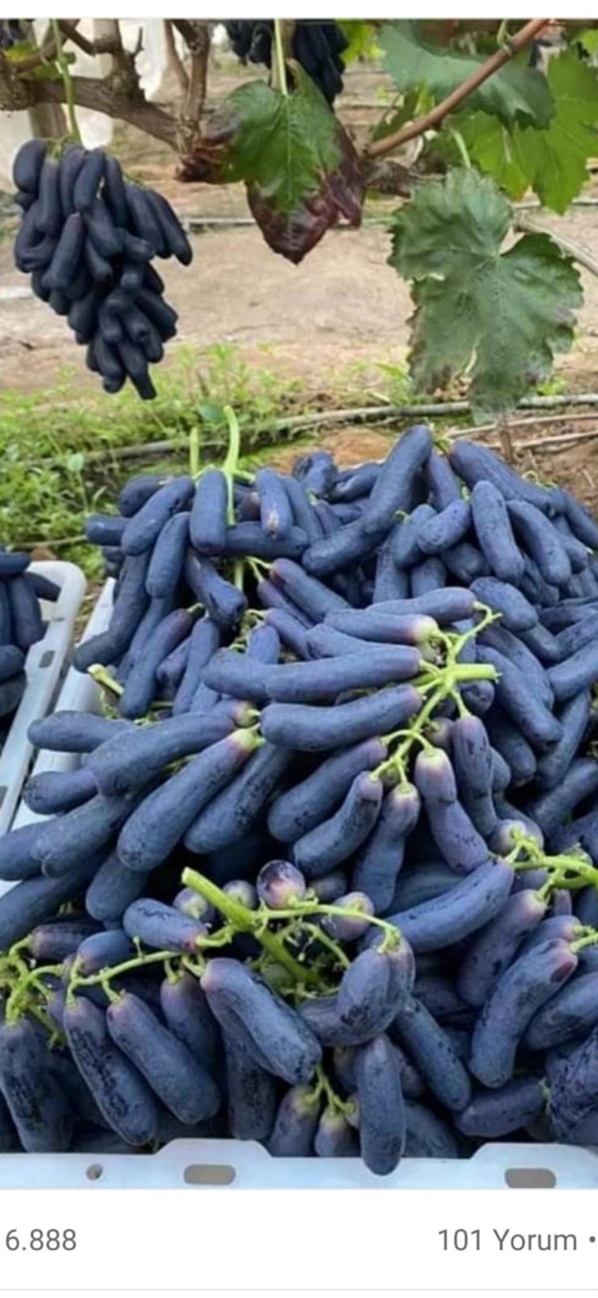 Bu meyveyi gören patlıcan sanıyor! 4 yıl önce deneme amacıyla dikti, talep patladı 1