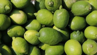 TİGEM 1010 ton interdonato limon satacak