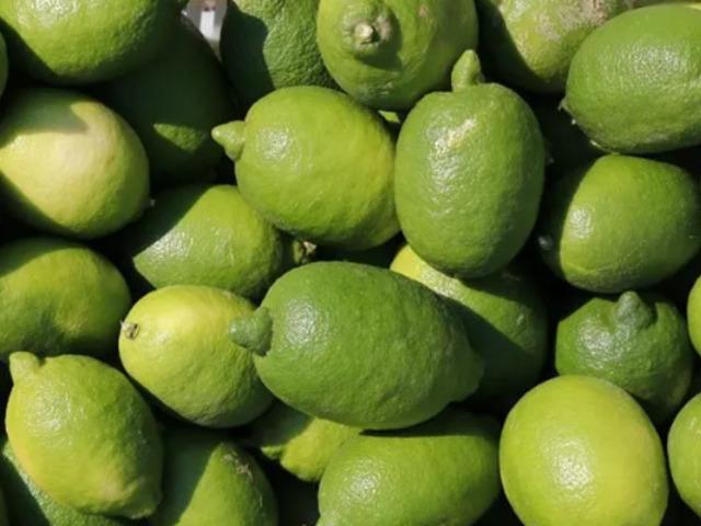 TİGEM 1010 ton interdonato limon satacak